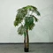 tropical philodendron plants